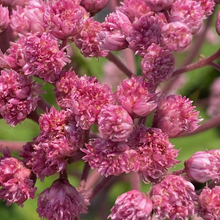 Load image into Gallery viewer, Eupatorium Eutrochium &#39;Fistulosum Jojo&#39;
