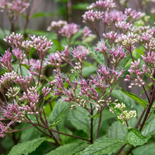 Load image into Gallery viewer, Eupatorium Eutrochium &#39;Purpureum&#39;
