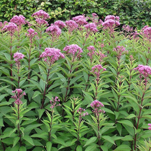 Load image into Gallery viewer, Eupatorium Eutrochium &#39;Purpureum&#39;
