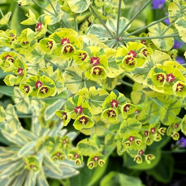 Euphorbia 'Ascot Rainbow'