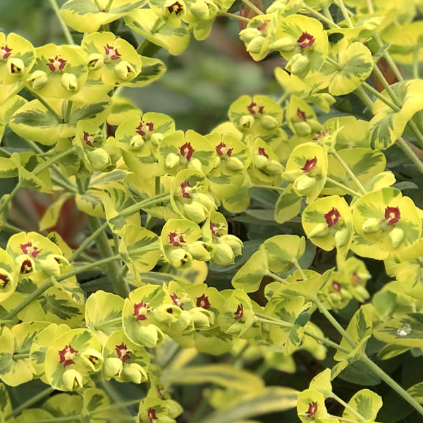 Euphorbia 'Ascot Rainbow'