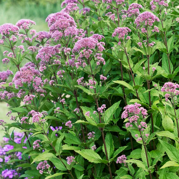 Eutrochium dubium 'Little Joe'