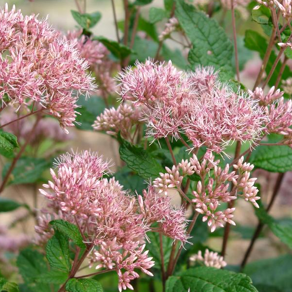 Eutrochium dubium 'Little Joe'