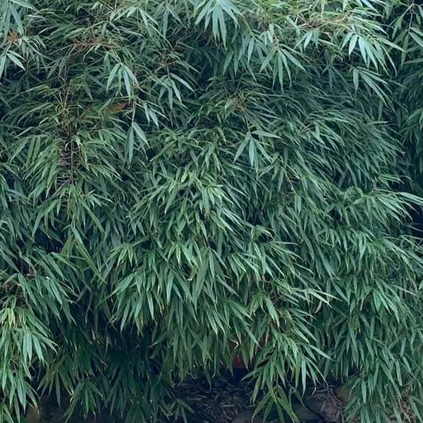 Fargesia dracocephala 'Rufa'