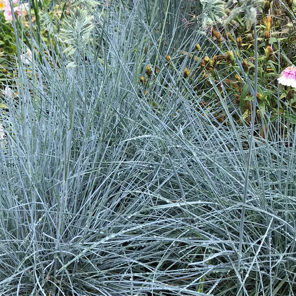 Festuca 'Beyond Blue'