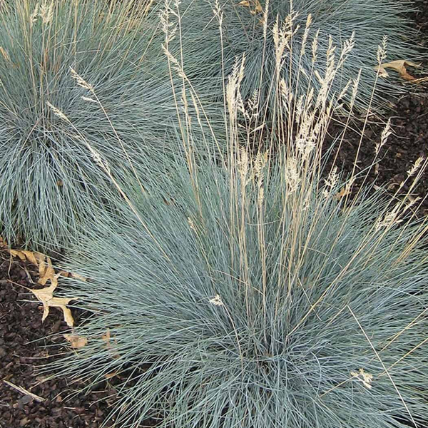 Festuca 'Beyond Blue'
