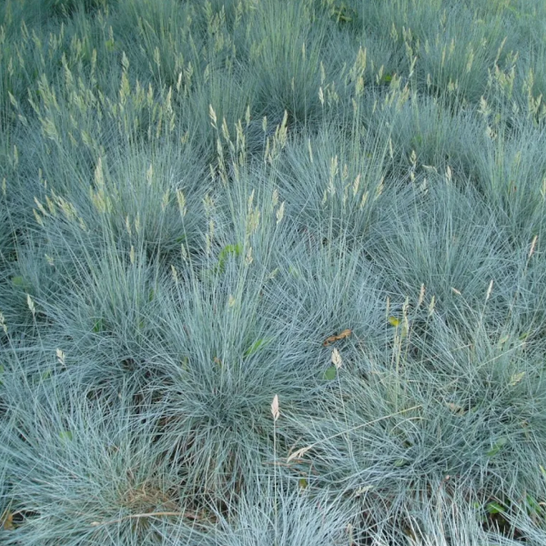 Festuca 'Cool as Ice'