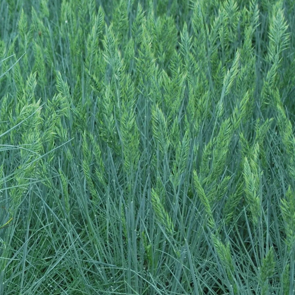 Festuca 'Cool as Ice'