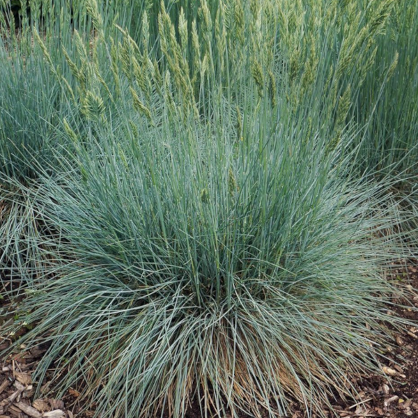 Festuca 'Cool as Ice'