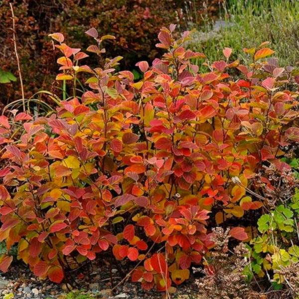 Fothergilla gardenii