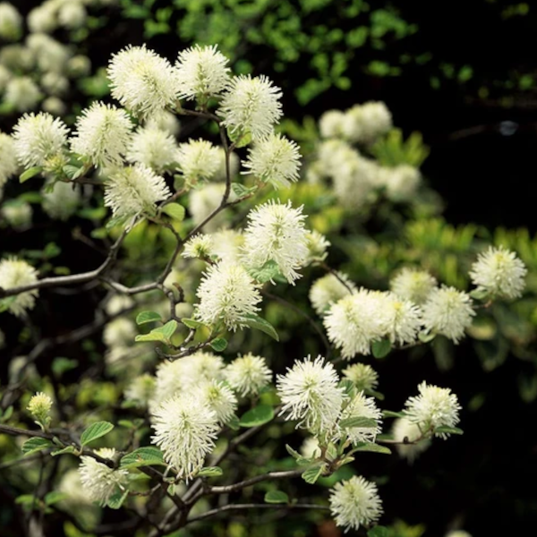 Fothergilla gardenii