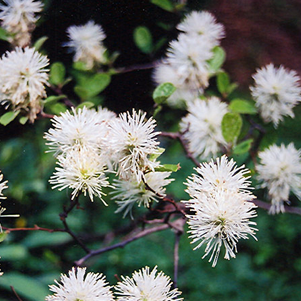 Fothergilla gardenii 'Blue Mist'