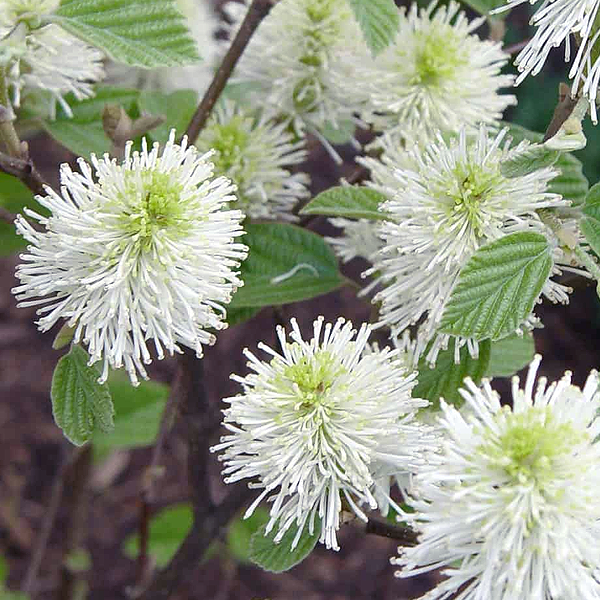 Fothergilla gardenii 'Mount Airy'