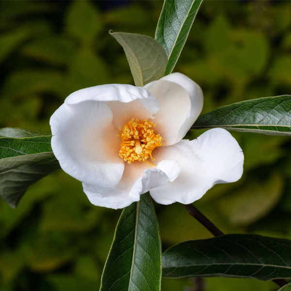 Franklinia alatamaha