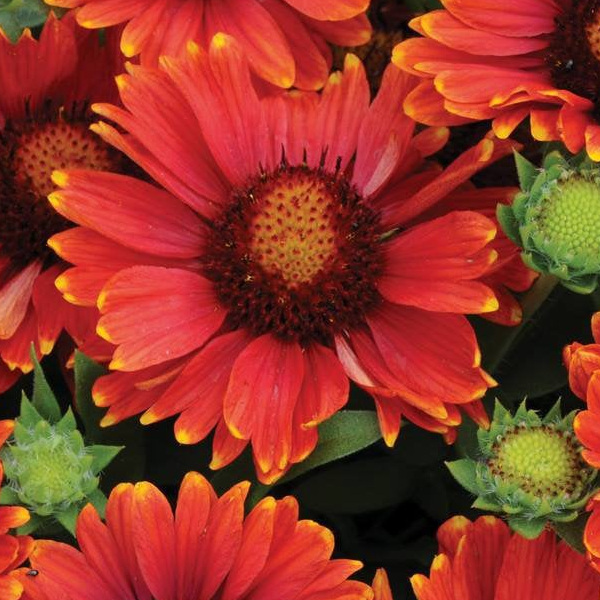 Gaillardia 'Arizona Red Shades'