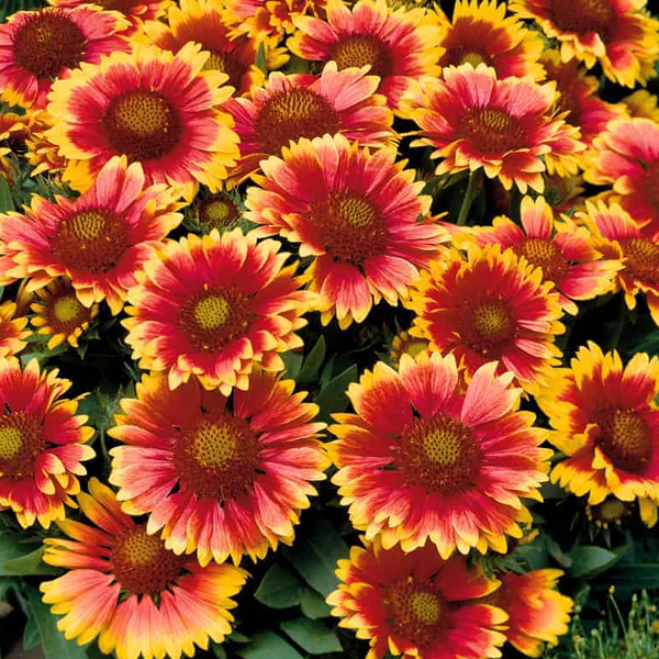 Gaillardia 'Arizona Sun'