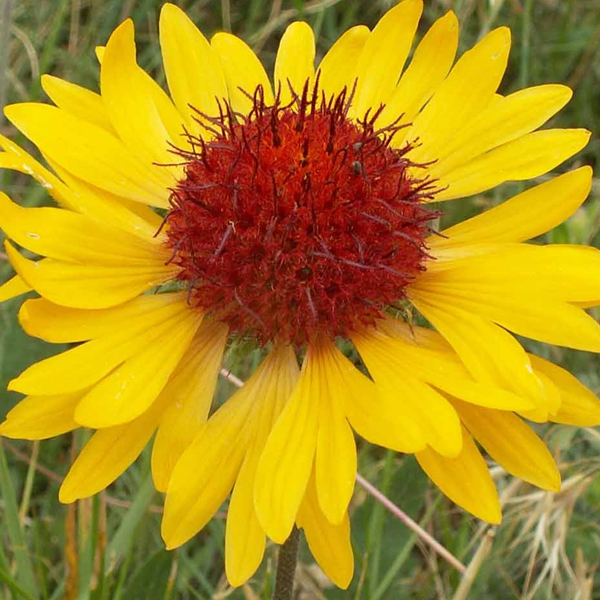 Gaillardia aristata 'Amber Wheels'