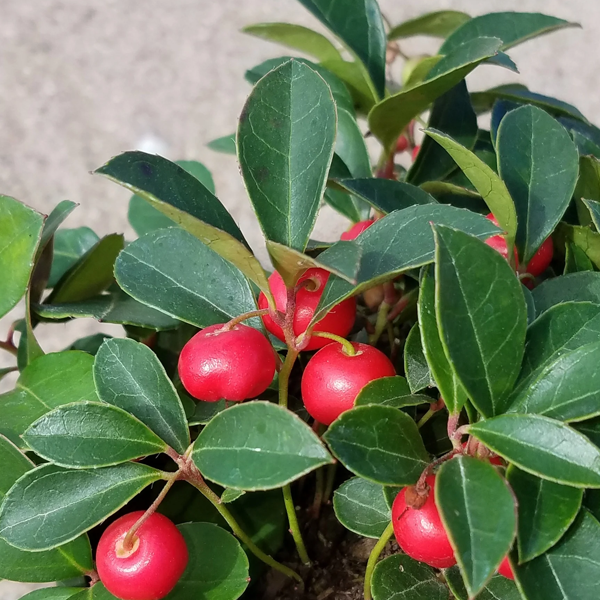 Gaultheria procumbens 'Cherry Berries'