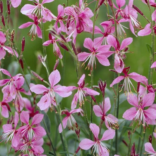 Gaura 'Siskiyou Pink'