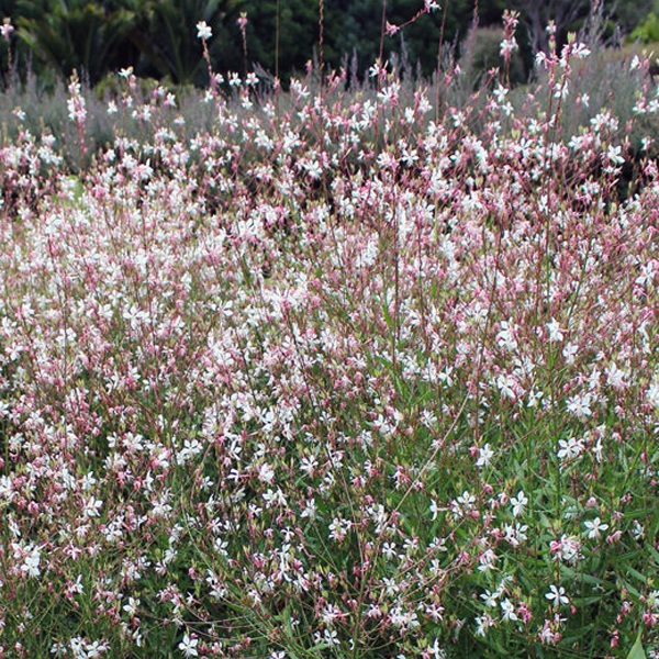 Gaura 'Whirling Butterflies'