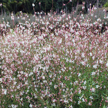 Load image into Gallery viewer, Gaura &#39;Whirling Butterflies&#39;
