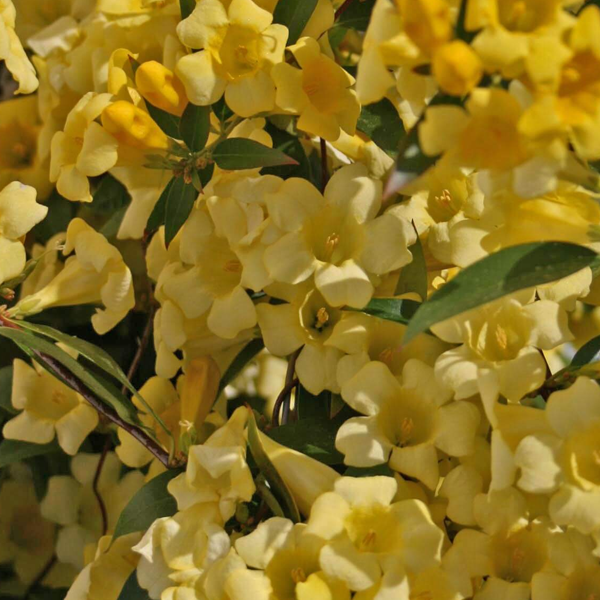 Gelsemium 'Margarita'