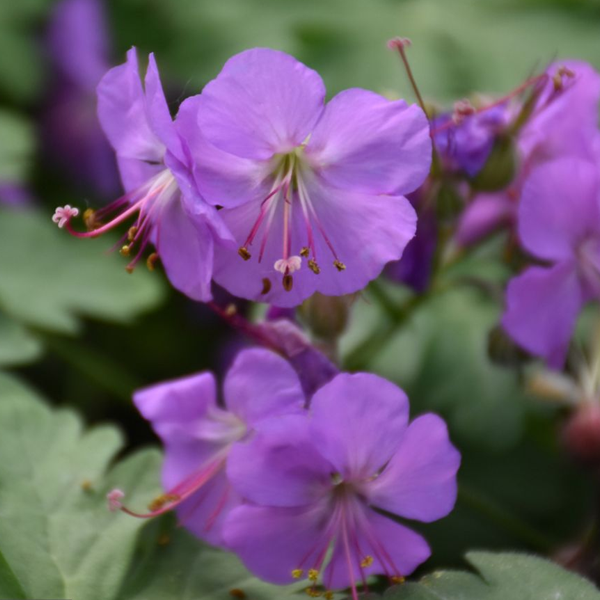 Geranium cantabrigiense 'Karmina'