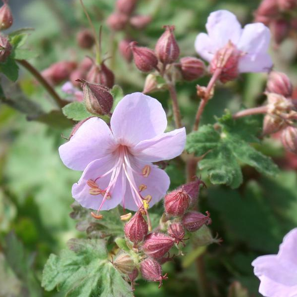 Geranium macrorrhizum 'Ingwersens Variety'