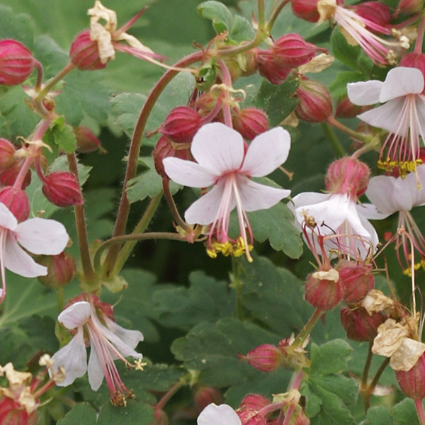 Geranium macrorrhizum 'Spessart'