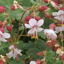 Load image into Gallery viewer, Geranium macrorrhizum &#39;Spessart&#39;
