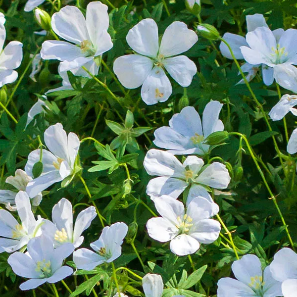 Geranium sanguineum 'Album'