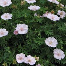 Load image into Gallery viewer, Geranium sanguineum &#39;Striatum&#39;
