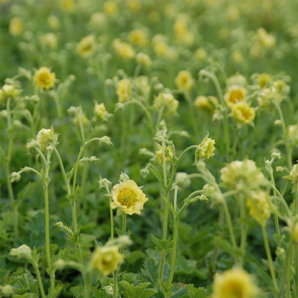 Geum 'Banana Daiquiri'