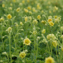 Load image into Gallery viewer, Geum &#39;Banana Daiquiri&#39;
