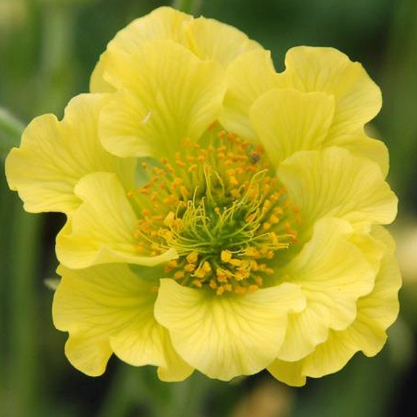 Geum 'Banana Daiquiri'