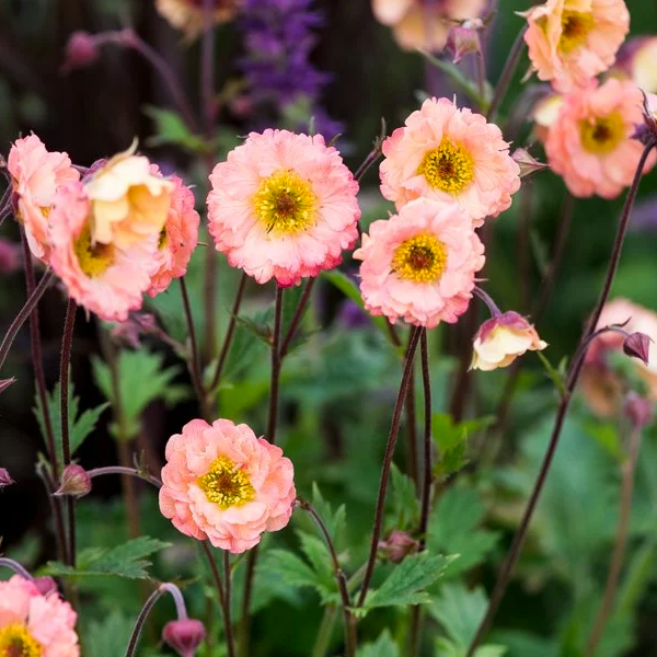 Geum 'Mai Tai'