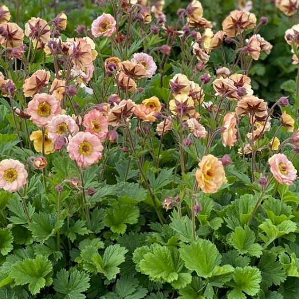 Geum 'Mai Tai'