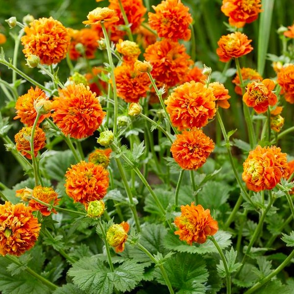 Geum 'Pumpkin Orange'