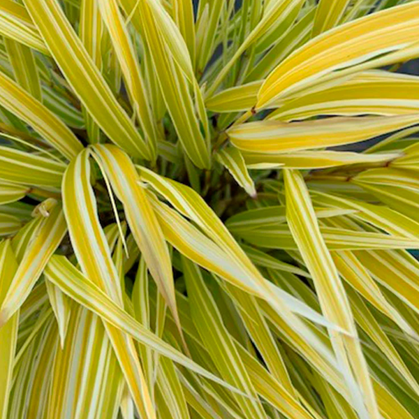 Hakonechloa macra 'Lemon Zest'