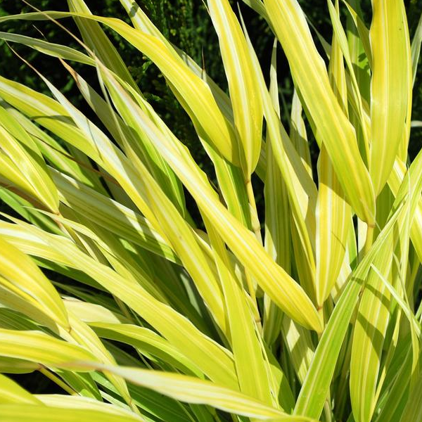 Hakonechloa macra 'Lemon Zest'