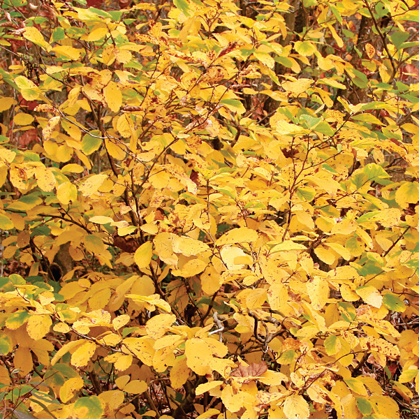 Hamamelis vernalis