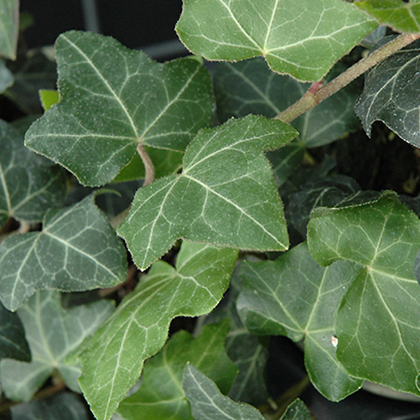 Hedera baltica
