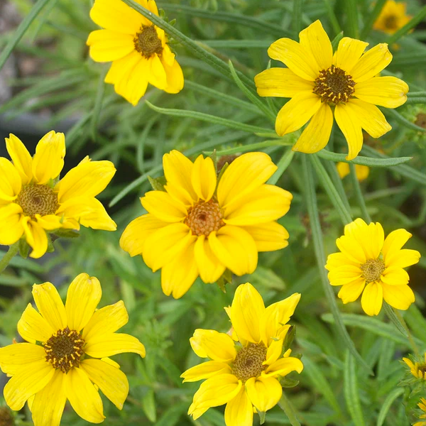Helianthus 'Autumn Gold'
