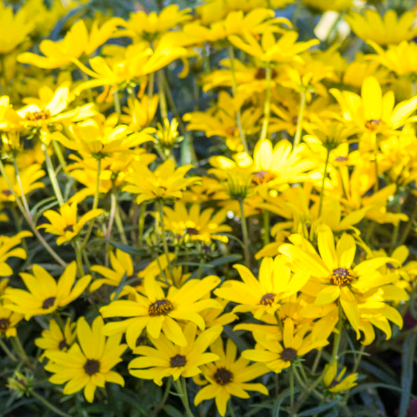 Helianthus 'Autumn Gold'