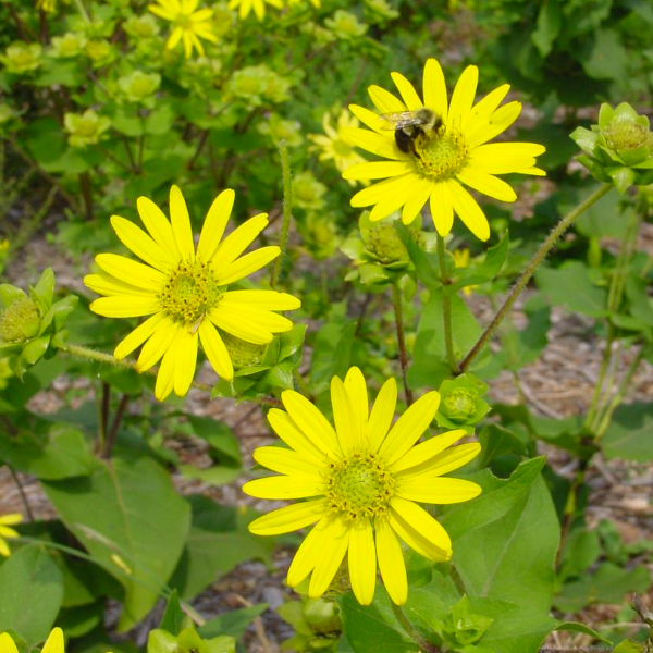 Helianthus 'Lemon Queen'