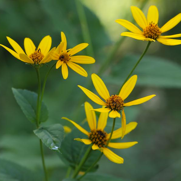 Helianthus decapetalus