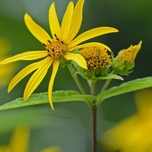 Load image into Gallery viewer, Helianthus divaricatus
