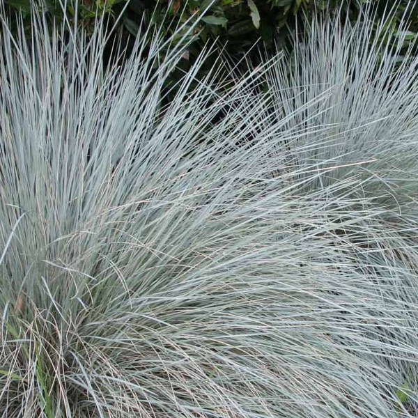 Helictotrichon sempervirens 'Sapphire'