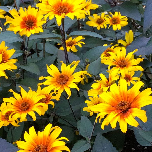 Heliopsis 'Burning Hearts'