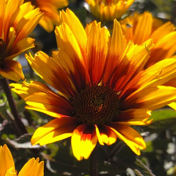 Heliopsis 'Sole Scuro'